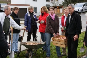 "1000-Zwiebel-Tag": Tulpen und Narzissen für die neue Verkehrsinsel